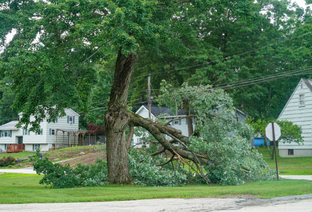 Large Tree Removal in Wharton, TX